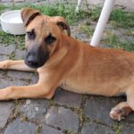 Malinois Mischling Fabio, 02/2026, Endgröße ca. 50- 60 cm, 55278 Hahnheim