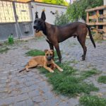 Malinois Mischling Fabio, 02/2026, Endgröße ca. 50- 60 cm, 55278 Hahnheim