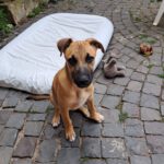 Malinois Mischling Fabio, 02/2026, Endgröße ca. 50- 60 cm, 55278 Hahnheim