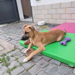 Malinois Mischling Fabio, 02/2026, Endgröße ca. 50- 60 cm, 55278 Hahnheim