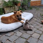 Malinois Mischling Fabio, 02/2026, Endgröße ca. 50- 60 cm, 55278 Hahnheim