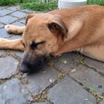 Malinois Mischling Fabio, 02/2026, Endgröße ca. 50- 60 cm, 55278 Hahnheim