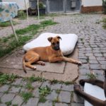 Malinois Mischling Fabio, 02/2026, Endgröße ca. 50- 60 cm, 55278 Hahnheim