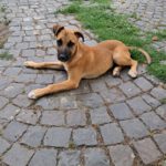 Malinois Mischling Fabio, 02/2026, Endgröße ca. 50- 60 cm, 55278 Hahnheim