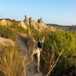 Malinois Mischling Felicity, 06/2024, ca. 50 cm