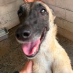 Malinois Mischling Felicity, 06/2024, ca. 50 cm