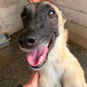 Malinois Mischling Felicity, 06/2024, ca. 50 cm