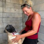 Malinois Mischling Felicity, 06/2024, ca. 50 cm