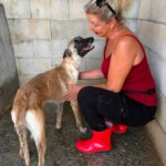 Malinois Mischling Felicity, 06/2024, ca. 50 cm