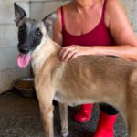 Malinois Mischling Felicity, 06/2024, ca. 50 cm