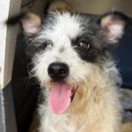 Terrier Mischling Fiona, 02/2024, ca. 30 cm