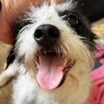 Terrier Mischling Fiona, 02/2024, ca. 30 cm