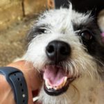 Terrier Mischling Fiona, 02/2024, ca. 30 cm