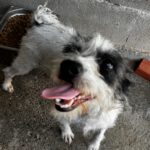 Terrier Mischling Fiona, 02/2024, ca. 30 cm
