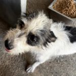 Terrier Mischling Fiona, 02/2024, ca. 30 cm