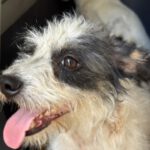 Terrier Mischling Fiona, 02/2024, ca. 30 cm