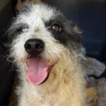 Terrier Mischling Fiona, 02/2024, ca. 30 cm