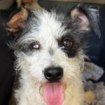 Terrier Mischling Fiona, 02/2024, ca. 30 cm