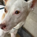 Podenco George, 07/2024, ca. 45 cm