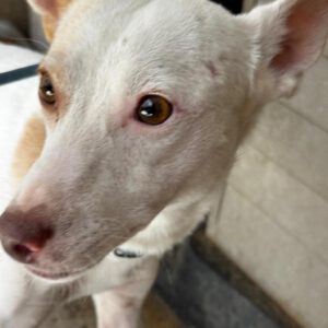 Podenco George, 07/2024, ca. 45 cm