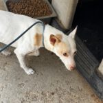 Podenco George, 07/2024, ca. 45 cm
