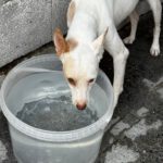 Podenco George, 07/2024, ca. 45 cm
