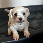 Malteser Mischling Gina, 08/2021, ca. 25 cm, 86757 Wallerstein