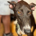 Galgo Gina, 11/2025, Endgröße ca. 65 cm