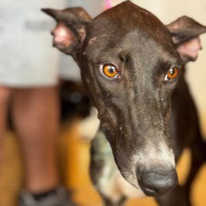 Galgo Gina, 11/2025, Endgröße ca. 65 cm