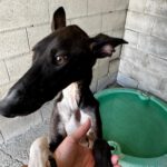 Galgo Gina, 11/2025, Endgröße ca. 65 cm