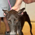 Galgo Gina, 11/2025, Endgröße ca. 65 cm
