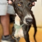Galgo Gina, 11/2025, Endgröße ca. 65 cm