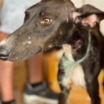 Galgo Gina, 11/2025, Endgröße ca. 65 cm