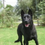 Malinois Mischling Gitana, 06/2025, ca. 63 cm