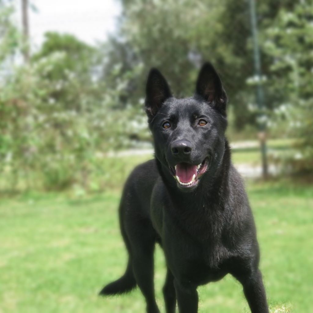 Malinois Mischling Gitana, 06/2025, ca. 63 cm