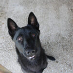 Malinois Mischling Gitana, 06/2025, ca. 65 cm