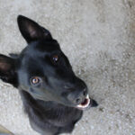 Malinois Mischling Gitana, 06/2025, ca. 65 cm