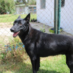 Malinois Mischling Gitana, 06/2025, ca. 65 cm