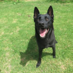 Malinois Mischling Gitana, 06/2025, ca. 65 cm