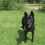 Malinois Mischling Gitana, 06/2025, ca. 65 cm