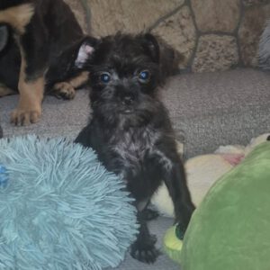 Pinscher Yorkshire Mischling Greta, 04/2026, ca. 20 cm