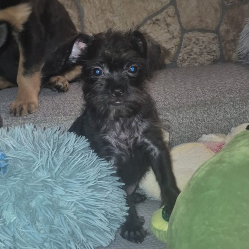 Pinscher Yorkshire Mischling Greta, 04/2026, ca. 20 cm
