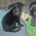 Pinscher Yorkshire Mischling Greta, 04/2026, ca. 20 cm