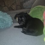 Pinscher Yorkshire Mischling Greta, 04/2026, ca. 20 cm