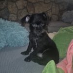 Pinscher Yorkshire Mischling Greta, 04/2026, ca. 20 cm