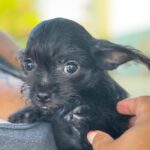 Pinscher Yorkshire Mischling Greta, 04/2026, ca. 20 cm