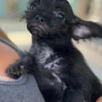Pinscher Yorkshire Mischling Greta, 04/2026, ca. 20 cm