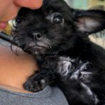Pinscher Yorkshire Mischling Greta, 04/2026, ca. 20 cm
