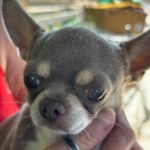 Chihuahua Grey, 12/2021, ca. 25 cm