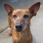 Podenco Guayaba, 05/2017, ca. 37 cm